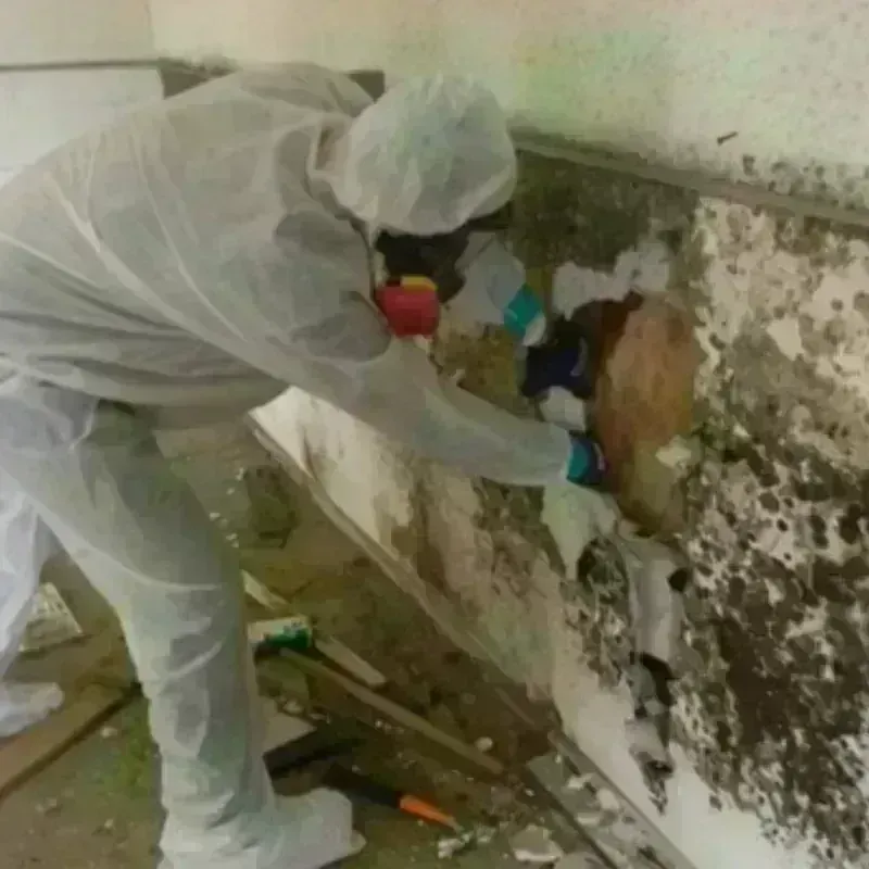 Mold Remediation and Removal in Antelope County, NE